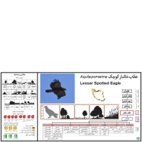 گونه عقاب خالدار کوچک Lesser Spotted Eagle